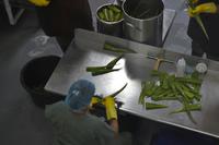 Aloe Vera Farm- Aruba (1)