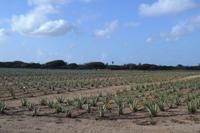Aloe Vera Farm- Aruba (6)