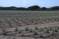 Aloe Vera Farm- Aruba (7)