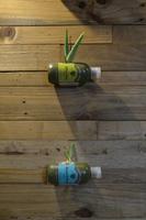 Aloe Vera Farm- Aruba