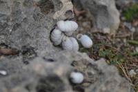 Atlantik Küste Curacao (3)