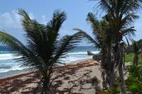 Atlantikküste Barbados (2)