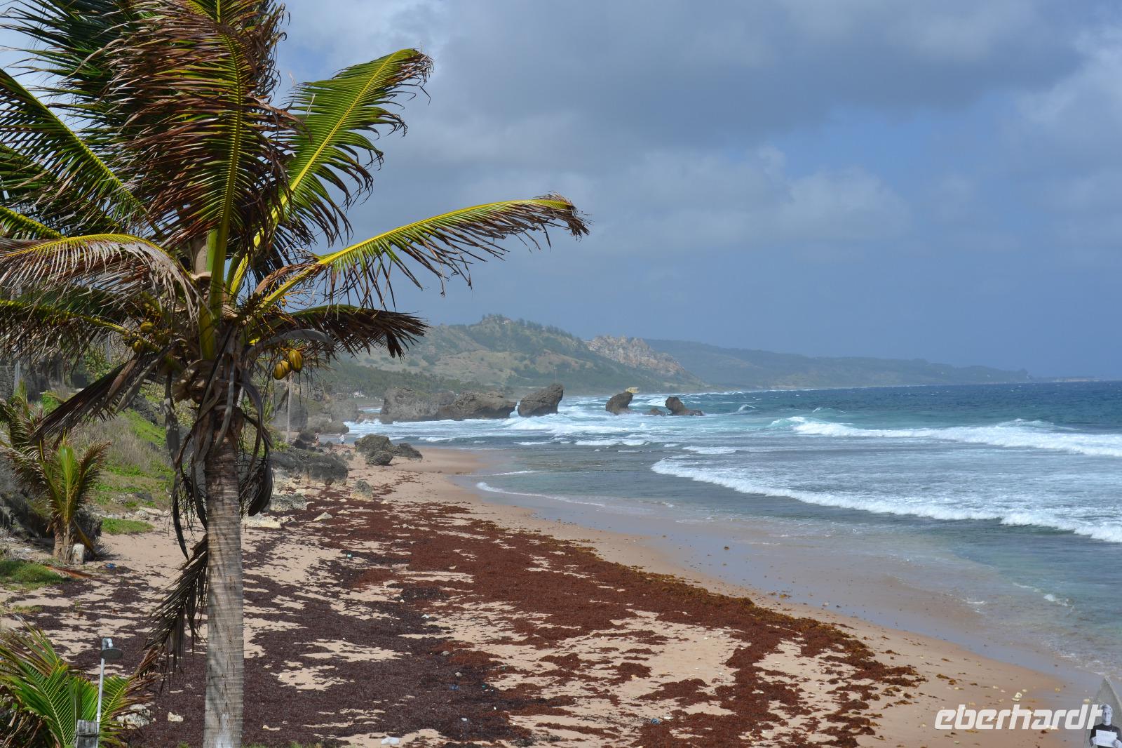 Atlantikküste Barbados (3)