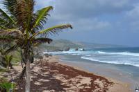 Atlantikküste Barbados (3)