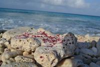 Bonaire (7)