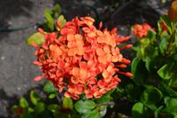 Englischer Hafen Antigua (7)