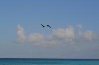 karibische Küste Bonaire (4)