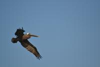 karibische Küste Bonaire (5)