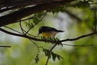 Knip Beach Curacao (4)