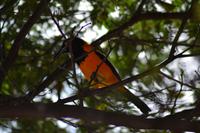 Knip Beach Curacao (5)