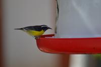 Knip Beach Curacao (7)