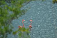 Lake Goto - Bonaire (1)