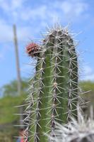 Landhaus Curacao (7)