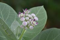 Landschaftsfahrt Bonaire (1)