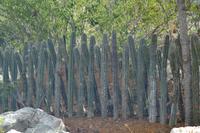 Landschaftsfahrt Bonaire (2)