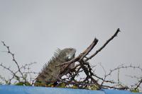 Landschaftsfahrt über Curacao (3)