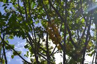 Lauras Spice Garden - Grenada (1)