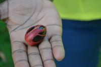 Lauras Spice Garden - Grenada (2)