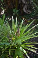 Lauras Spice Garden - Grenada (10)