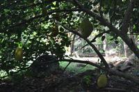 Lauras Spice Garden - Grenada (12)