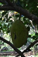 Lauras Spice Garden - Grenada (13)