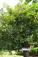 Lauras Spice Garden - Grenada