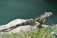 Oranjestad Aruba (4)