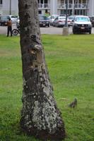 Oranjestad Aruba (6)