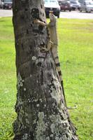 Oranjestad Aruba (7)