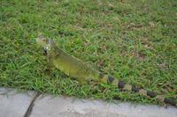 Oranjestad Aruba (9)