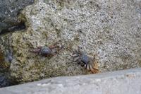 Oranjestad Aruba (11)