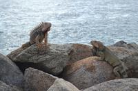 Oranjestad Aruba (13)