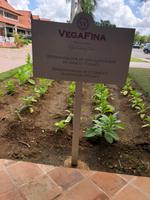 Zigarrenfabrik Viga Vina 2