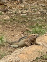 Zahlreiche Leguane leben hier.