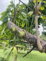 Botanischer Garten in Kingstown