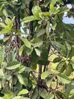 ... mit Kaffeebohnen