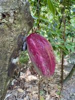 Kakaofrucht gesichtet