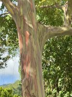 Karibischer Regenbogen-Eukalyptus