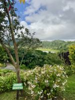 Regenbogen-Eukalyptus