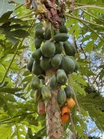 Papaya-Baum