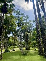 Palmenvielfalt im Jardin de Balata