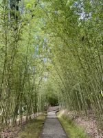 Bambusgesäumter Weg