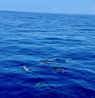 Beim Bootsausflug Delfine gesichtet