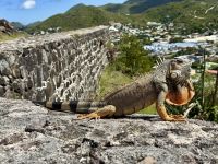 Zahlreiche Leguane auf Fort Louis
