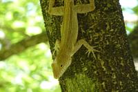im botanischen Garten