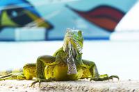 AIDAvita kÜsst Leguan