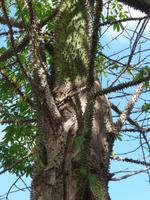 Tropische Vegetation ...