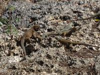 Leguane bei der Cueva