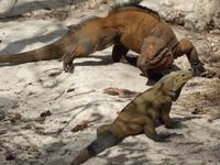 Leguane bei der Cueva