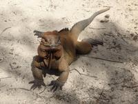 Leguane bei der Cueva